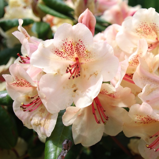 Rhododendron 'Viscy'