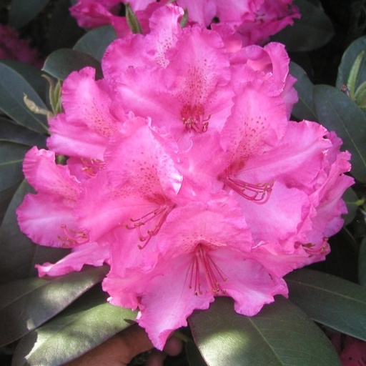 Rhododendron 'Walküre'® 40-50cm