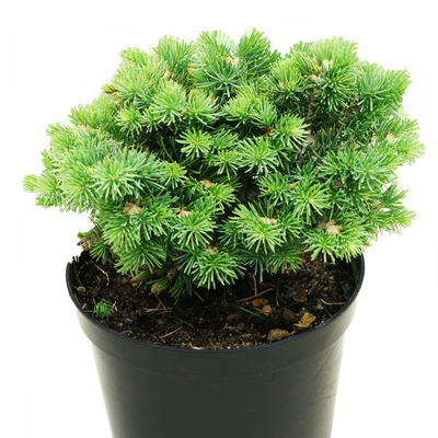 handveredelte Zwergtanne - Abies concolor 'Blue Baby' (Minima) -  Zwerg- Coloradotanne silber/blau- nadelig 20- 25cm