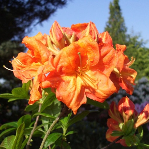 Sommergrüne Azalee 'Goldköpfchen' 40-50cm