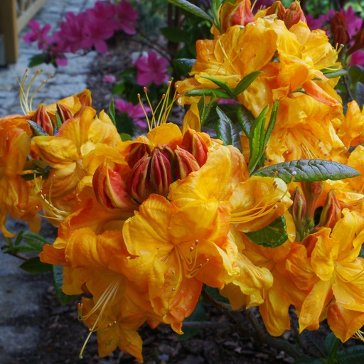 Laubabwerfende Azalee 'Klondyke'