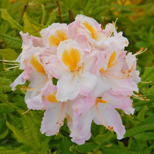 Sommergrüne Azalee 'Möwe' 30-40cm