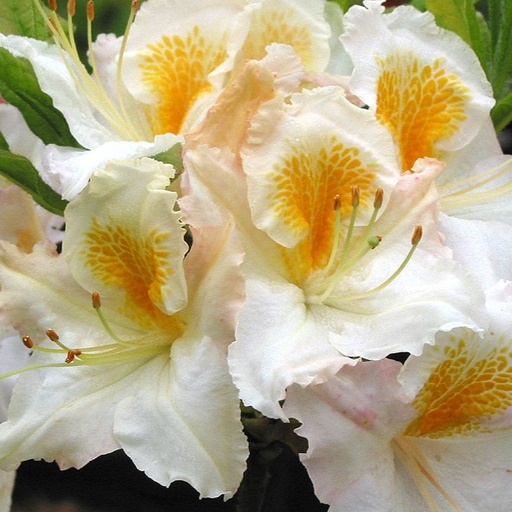 Sommergrüne Azalee 'Möwe'