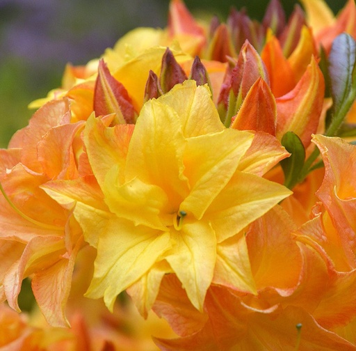 Sommergrüne Azalee 'Sonnenstar' 40-50cm