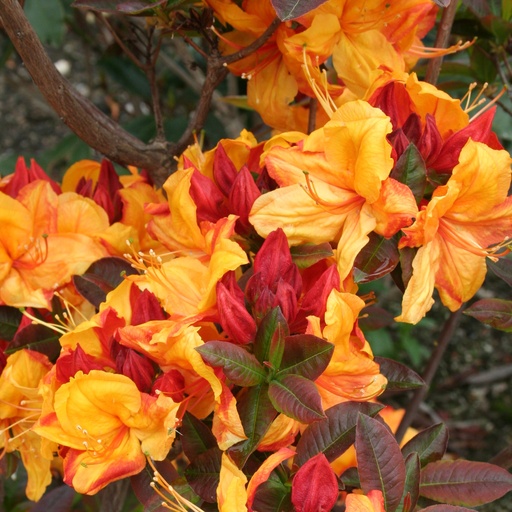 Sommergrüne Azalee 'Sonnenstar'