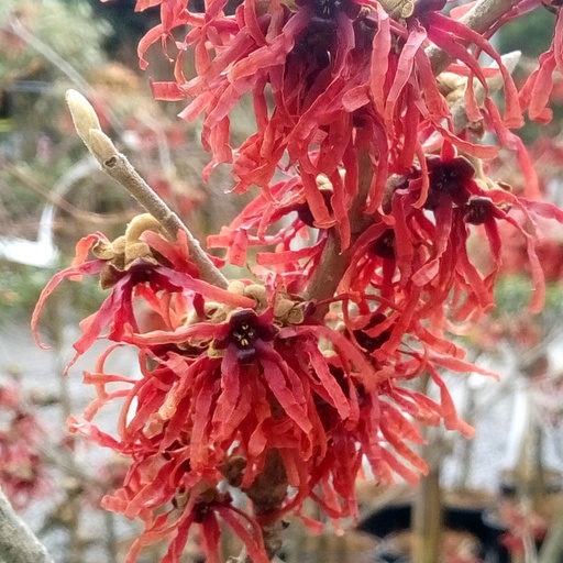 Rotblühende Zaubernuss - Hamamelis intermedia 'Feuerzauber' 40-50cm