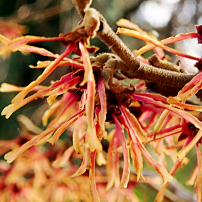 Rotblühende Zaubernuss - Hamamelis intermedia 'Feuerzauber' 40-50cm