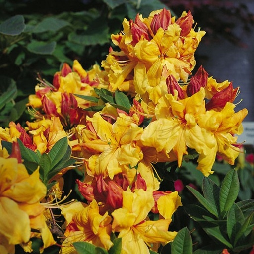 Laubabwerfende Azalee 'Sunte Nectarine'