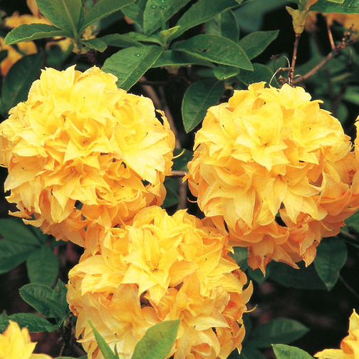 Laubabwerfende Azalee 'Yellow Pom Pom'