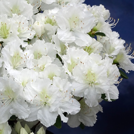 Japanische Azalee 'Maischnee'®