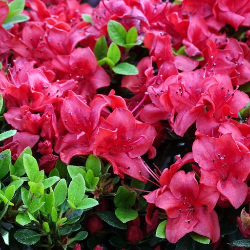 Japanische Azalee 'Muneira'