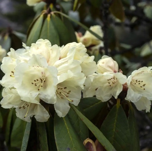 Rhododendron ludlowii 'Wren' 15-20cm