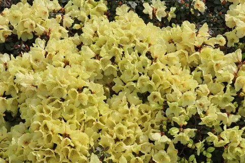 Rhododendron ludlowii 'Wren'