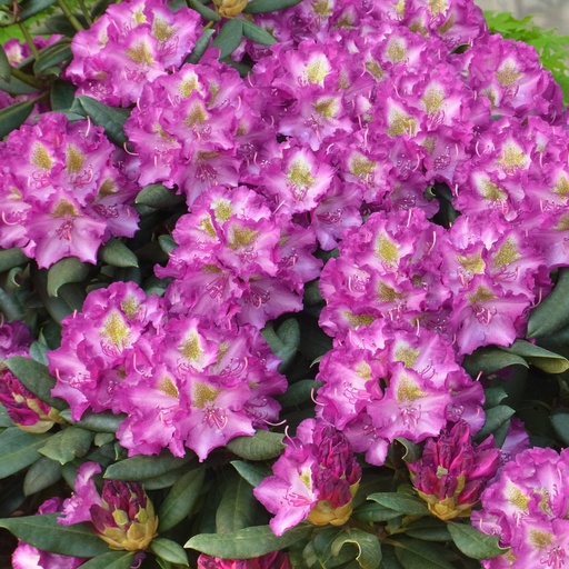 Rhododendron 'Bohlken's Lupinenberg'