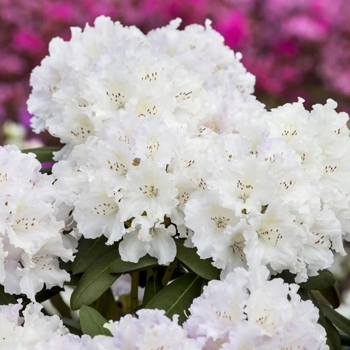 Rhododendron 'Bohlken's Snow Fire' 20-25cm