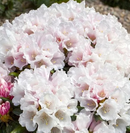 Rhododendron 'Edelweiß' 60-70cm