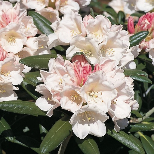 Rhododendron 'Edelweiß'