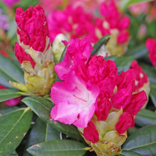 Rhododendron 'Fantastica'