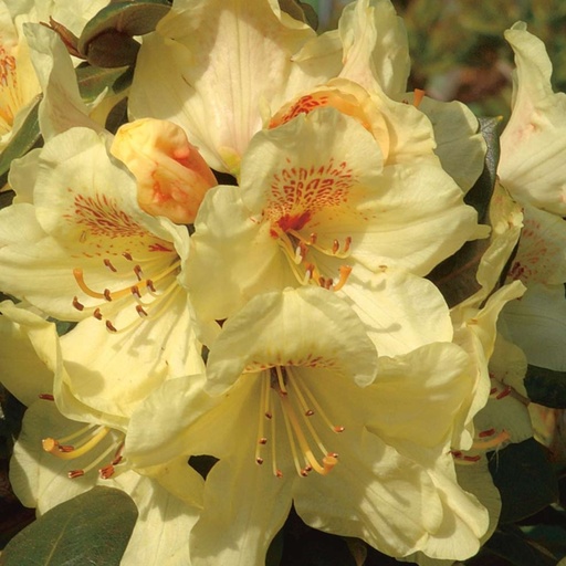 Rhododendron 'Goldprinz' 25-30cm