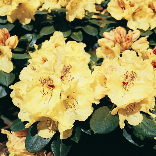 Rhododendron 'Goldprinz'