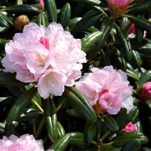 Rhododendron 'Koichiro Wada' 25-30cm