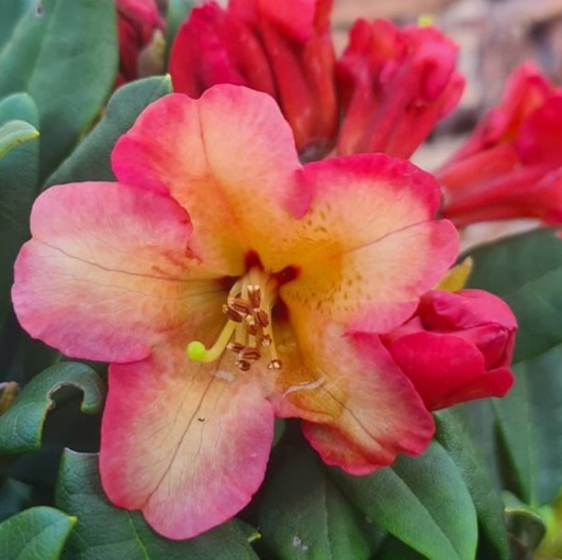 Rhododendron 'Lullaby' 50-60cm