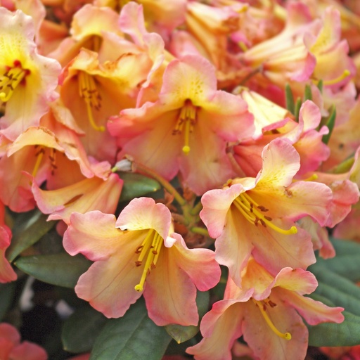 Rhododendron 'Lullaby'