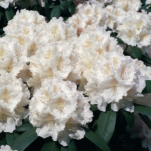 Rhododendron 'Schneekrone'