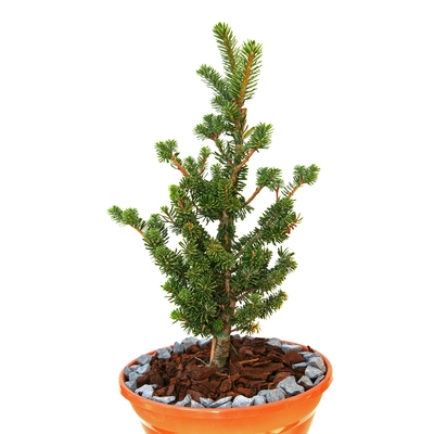 japanische Momitanne - Abies firma 'Bedgebury'- Momitanne grün- nadelig 100- 125cm