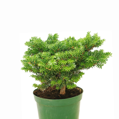 handveredelte Zwergtanne - Abies koreana 'Cis' -  Zwerg- Koreatanne dunkelgrün- nadelig 20- 25cm