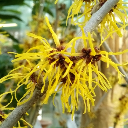 Gelbblühende Zaubernuss - Hamamelis intermedia 'Westerstede'