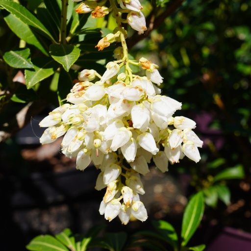 Schattenglöckchen - Pieris japonica 'Bonfire' 20- 30cm
