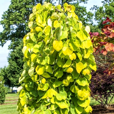 Goldlaubiger Judasbaum - Cercis canadensis 'Golden Falls' 175cm