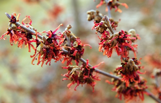 Rotblühende Zaubernuss - Hamamelis intermedia 'Diane'