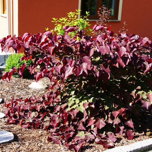 Kanadischer Judasbaum - Cercis canadensis 'Forest Pansy' 80-100cm