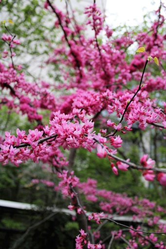 Kanadischer Judasbaum - Cercis canadensis 'Pink Pom Poms'