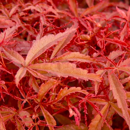 Fächer-Ahorn - Acer palmatum 'Beni Maiko' 100-125cm