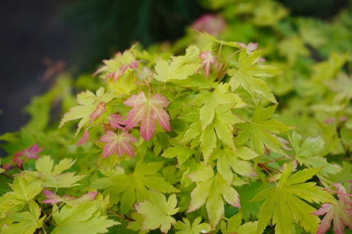 Fächer-Ahorn - Acer palmatum 'Beni Maiko'