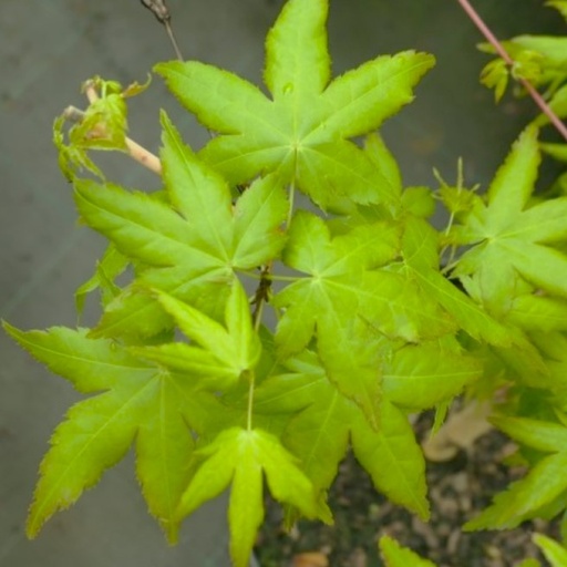 Fächer-Ahorn - Acer palmatum 'Bi-hoo' 40-50cm