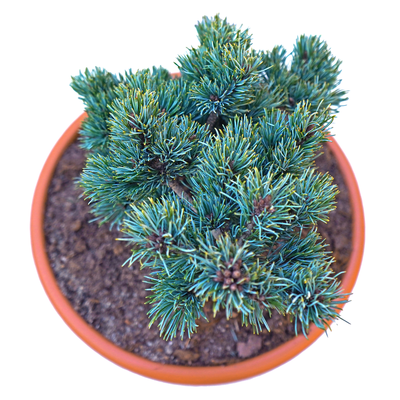 handveredelte Zwergkiefer - Pinus parviflora 'Kin Po' - Zwerg- Mädchenkiefer blau- nadelig 15- 20cm
