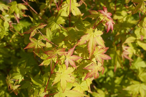 Fächer-Ahorn - Acer palmatum 'Bi-hoo' 100-125cm