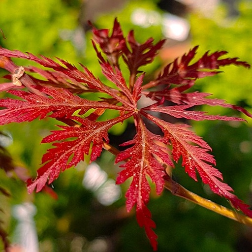 Schlitzahorn - Acer palmatum 'Dissectum Garnet' 50-60cm