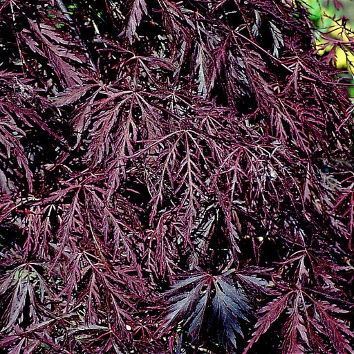 Fächer-Ahorn - Acer palmatum 'Inaba-shidare' 60-80cm