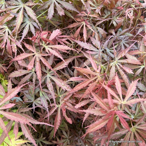 Fächer-Ahorn - Acer palmatum 'Jerre Schwartz' 100-125cm