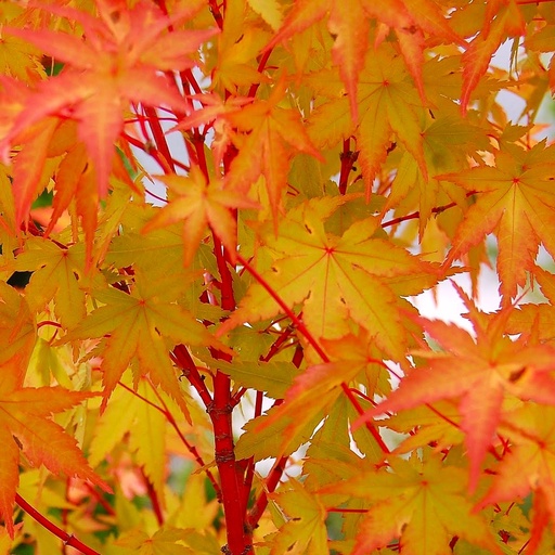 Fächer-Ahorn - Acer palmatum 'Sangokaku' 100-125cm