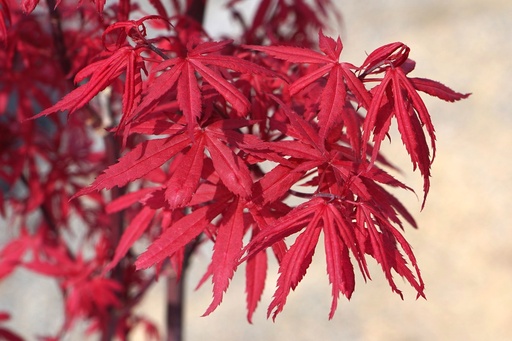 Fächer-Ahorn - Acer palmatum 'Skeeter's Broom'