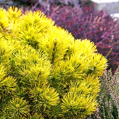 handveredelte Zwergkiefer - Pinus mugo 'Wintergold' - im Winter goldene Zwerg- Latschenkiefer 20- 25cm