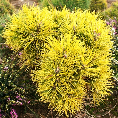 handveredelte Zwergkiefer - Pinus mugo 'Wintergold' - im Winter goldene Zwerg- Latschenkiefer
