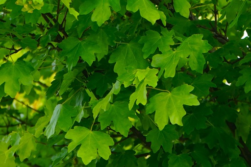 Feld-Ahorn - Acer campestre 'Elsrijk'