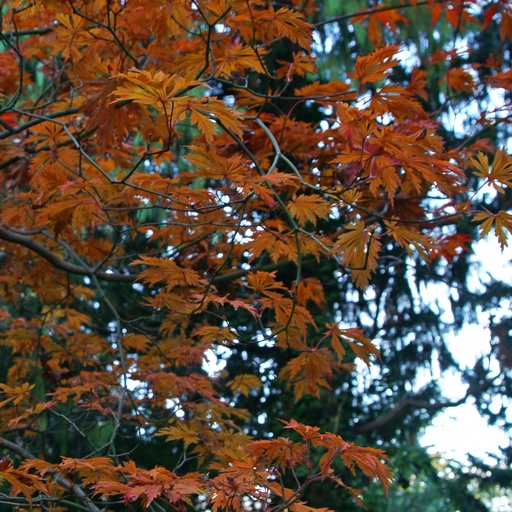 Japanischer Ahorn - Acer japonicum 'Aconitifolium'